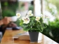 Perfect Small Artificial Flowers in Vase for Stylish Homes