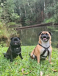 Book Pet Friendly Cottages in Atherton and Escape to Paradise