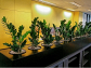 Green Up Your Workspace with Office Indoor Plants