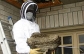  Wasp Nest Removal in Melbourne 