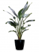 Enhance Your Workspace with Office Plant Hire Services