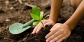 Enhance Your Garden with Quality Planting Services Mordialloc