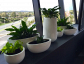 Buy or Hire Melbourne Indoor Plants for a Greener Space