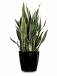 Affordable Indoor Plant Hire for Homes & Offices