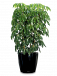 Indoor Plant Hire Melbourne – Fresh Plants for Any Space