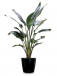 Affordable Plant Hire Melbourne – Quality Indoor & Outdoor Plants for Every Space