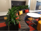 Affordable Office Plants for Hire – Enhance Your Workspace Naturally 