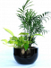 Best Indoor Plants Hire Melbourne – Stylish Greenery for Every Space