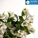 Access Artificial Hanging Plants Online with Trade Pricing 