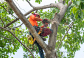 Tree Removal Canberra