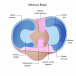 Ease Knee Pain with Reliable Meniscal Repair