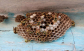 Melbourne Wasp Removal: Safe and Reliable Solutions for Your Property