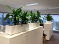 Corporate Plant Hire Melbourne – Premium Indoor Plant Solutions for Offices