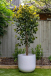 Artificial Bamboo Options That Add Height and Elegance Anywhere