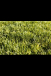 Best Synthetic Grass Prices Perth for Every Budget