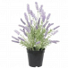 Vibrant and Lasting Artificial Plants and Flowers