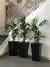Indoor Plant Rental Victoria for Stylish Workspaces