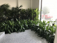 Indoor Plant Hire In Melbourne for Beautiful Workspaces